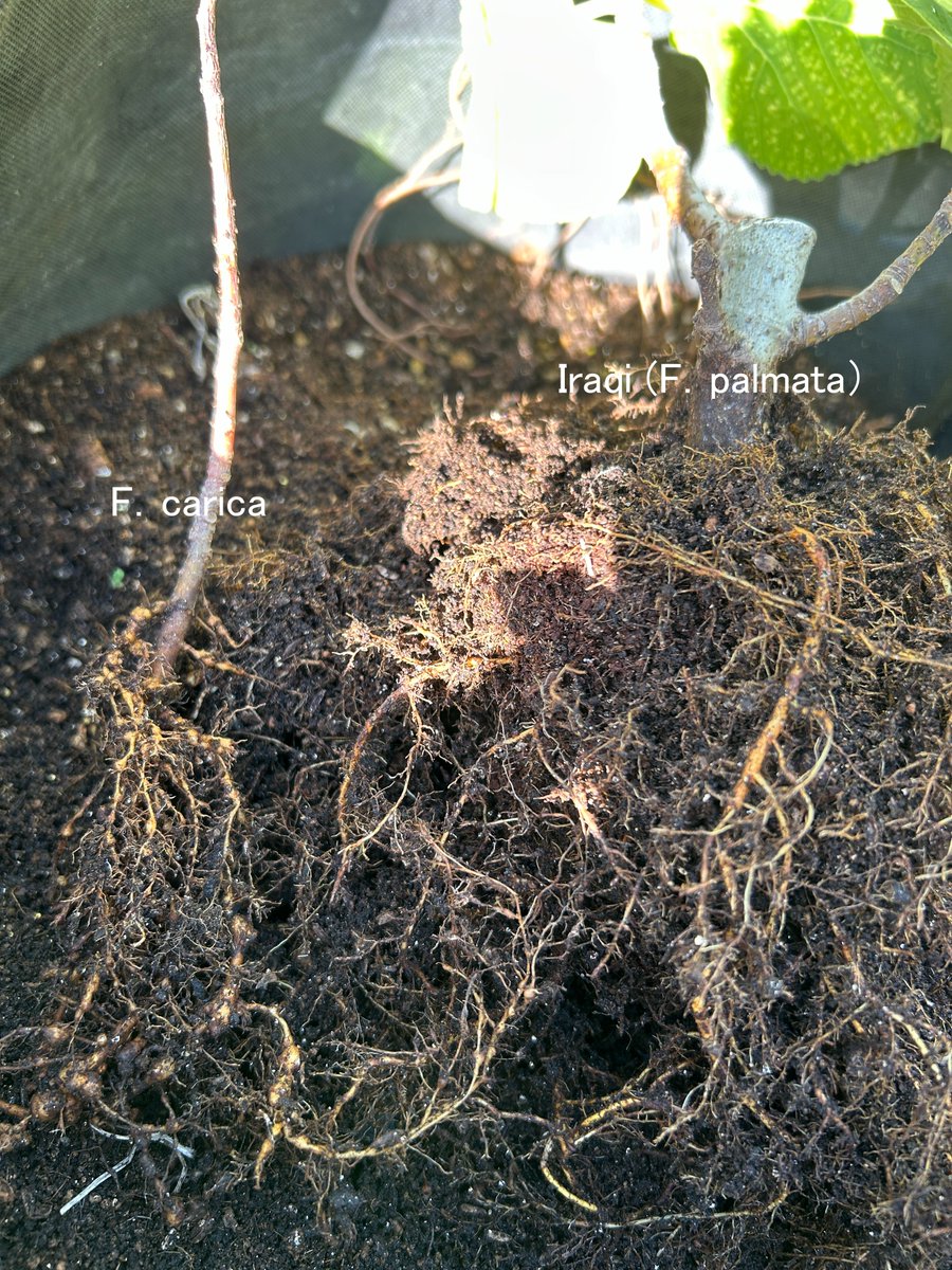 garden_fig's tweet photo. Ficus Palmata Iraqi とFicus caricaのネコブセンチュウ耐性を確認するためにネコブセンチュウ感染土壌に寄せ植えをしていましたが、ネコブセンチュウの攻撃に耐えられなかったらしくFicus caricaが枯れてしまいました。

そのため落葉を待たずして掘り起こし、根の状態を確認しました。 https://t.co/6kLh2jh57y