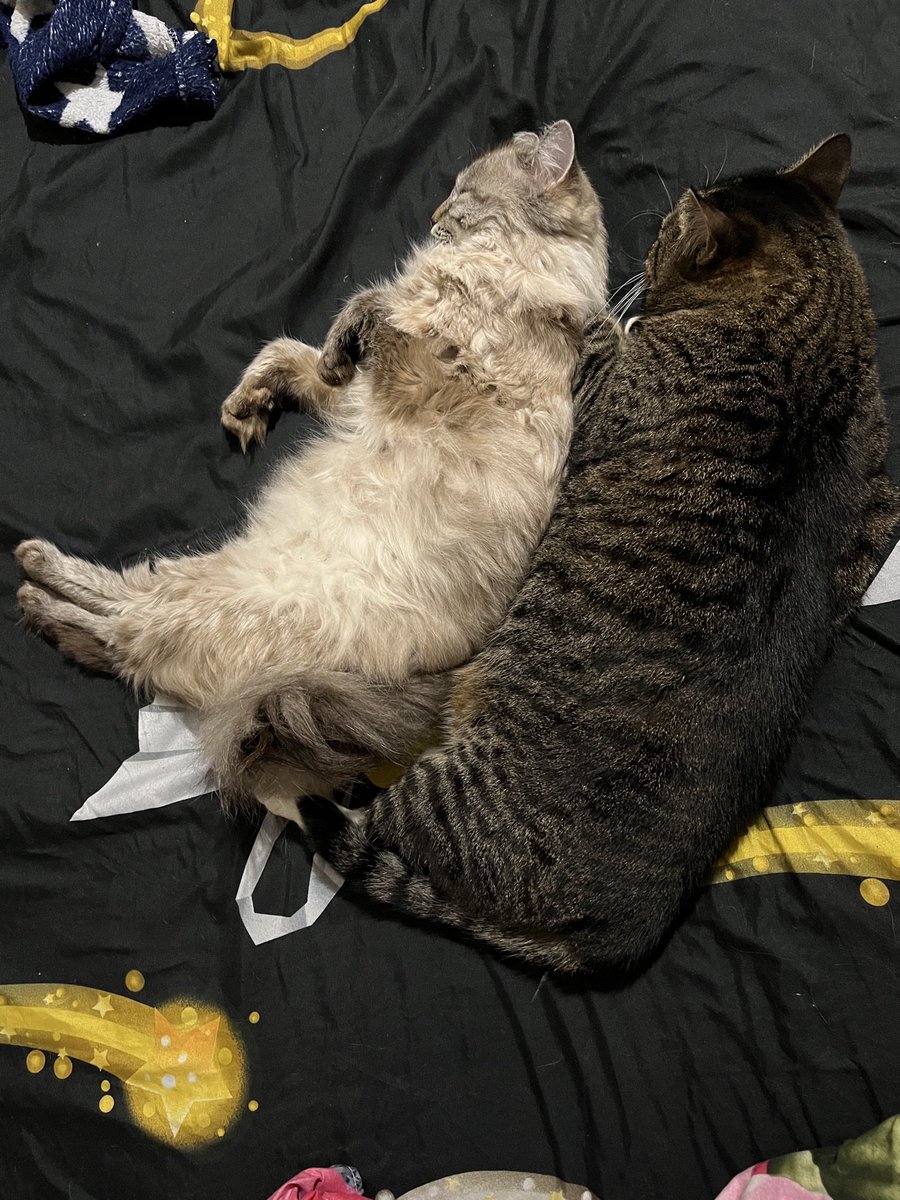 Сначала обнимались, а после того, как сфоткал, улеглись уже так 🥹