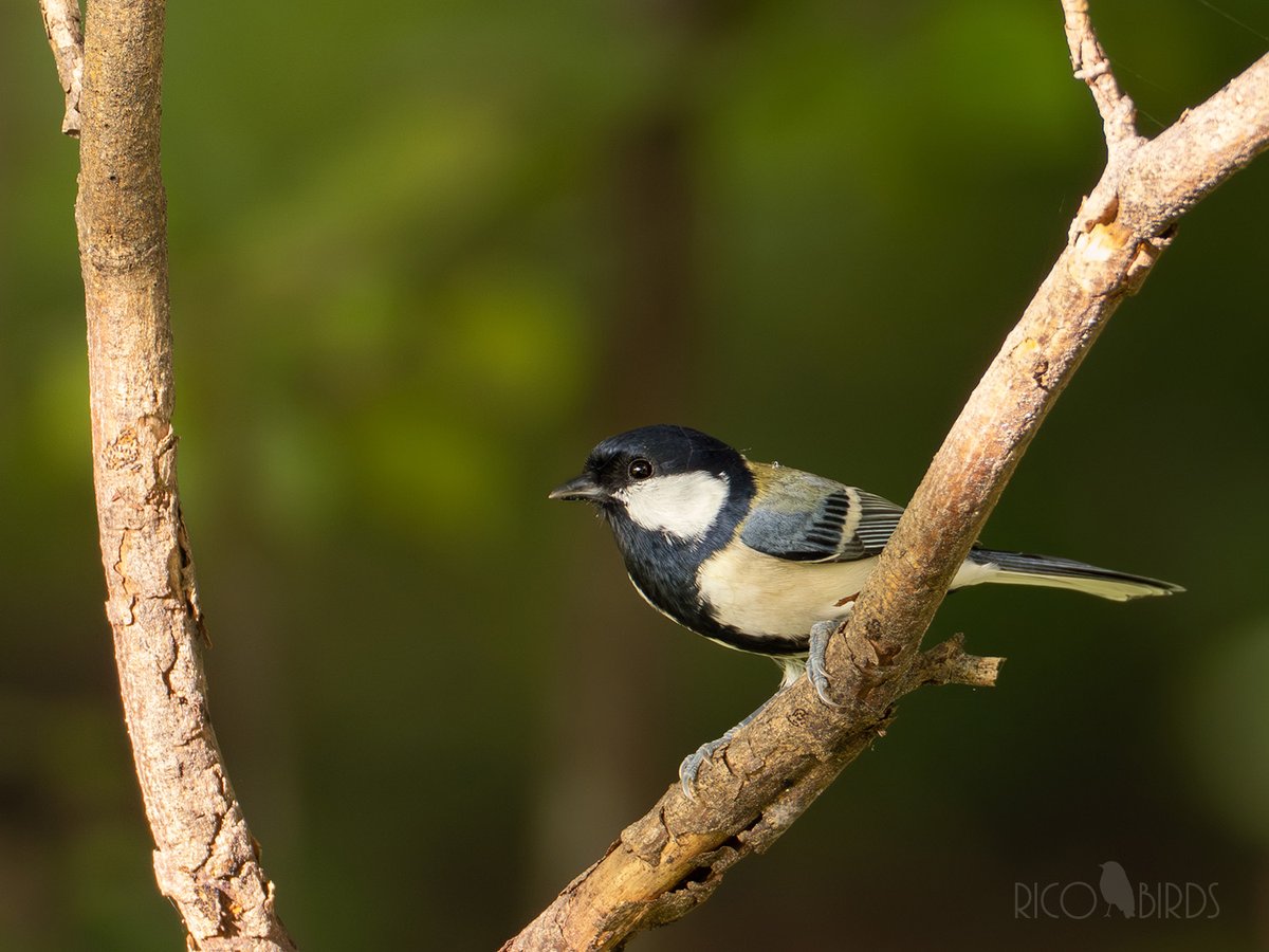 南麓に来て意外と思ったのが、つぴたんとの出会いが少ない。これから…かな？
#シジュウカラ #野鳥 #野鳥撮影