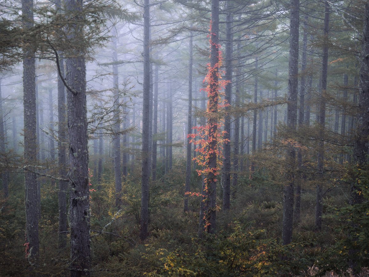 Shumon Saito / 齋藤朱門 (@shumonphoto) on Twitter photo 