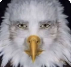 Modificational tweet media