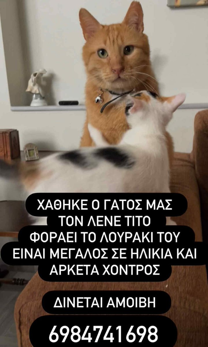 🆘️🆘️🆘️
Χάθηκε ο Τίτο Νέα Ερυθραία 
Όλος πορτοκαλί,με λουράκι,στειρωμενος κ αρκετά φιλικός με σκυλιά 
Μεγάλος σε ηλικία κ παχουλος 
Για οποιαδήποτε πληροφορία καλέστε άμεσα στο τηλ 
Rt 🙏 🙏 🙏