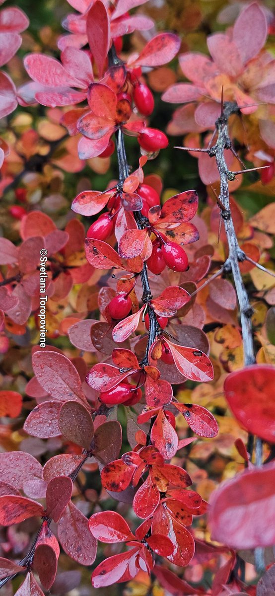 LanaToro21's tweet image. #Photobyme📷 #MyThoughts 

Happiness is not a feeling, it is a choice...choice to see joy in simple things ❤️