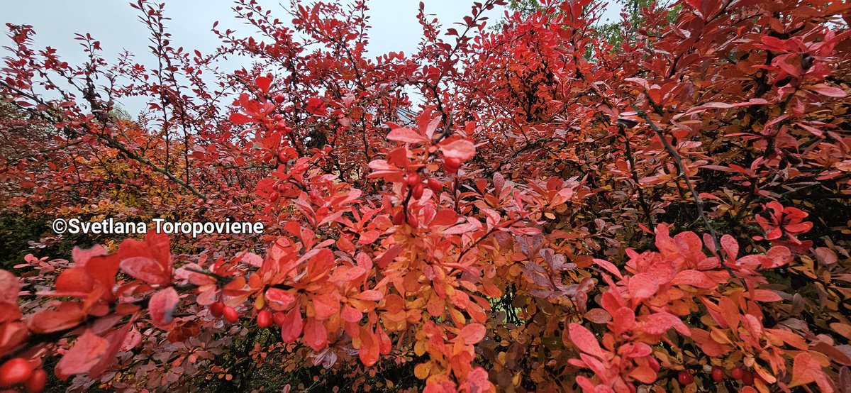 LanaToro21's tweet image. #Photobyme📷 #MyThoughts 

Happiness is not a feeling, it is a choice...choice to see joy in simple things ❤️