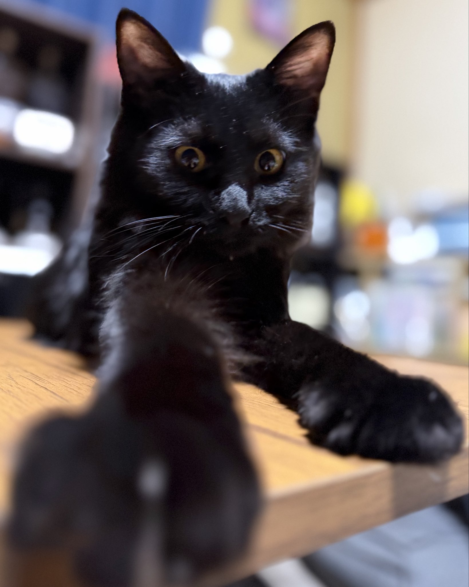 黒猫 LISA LARSON(リサ ラーソン)のCat Shaped Teapot！“PIA