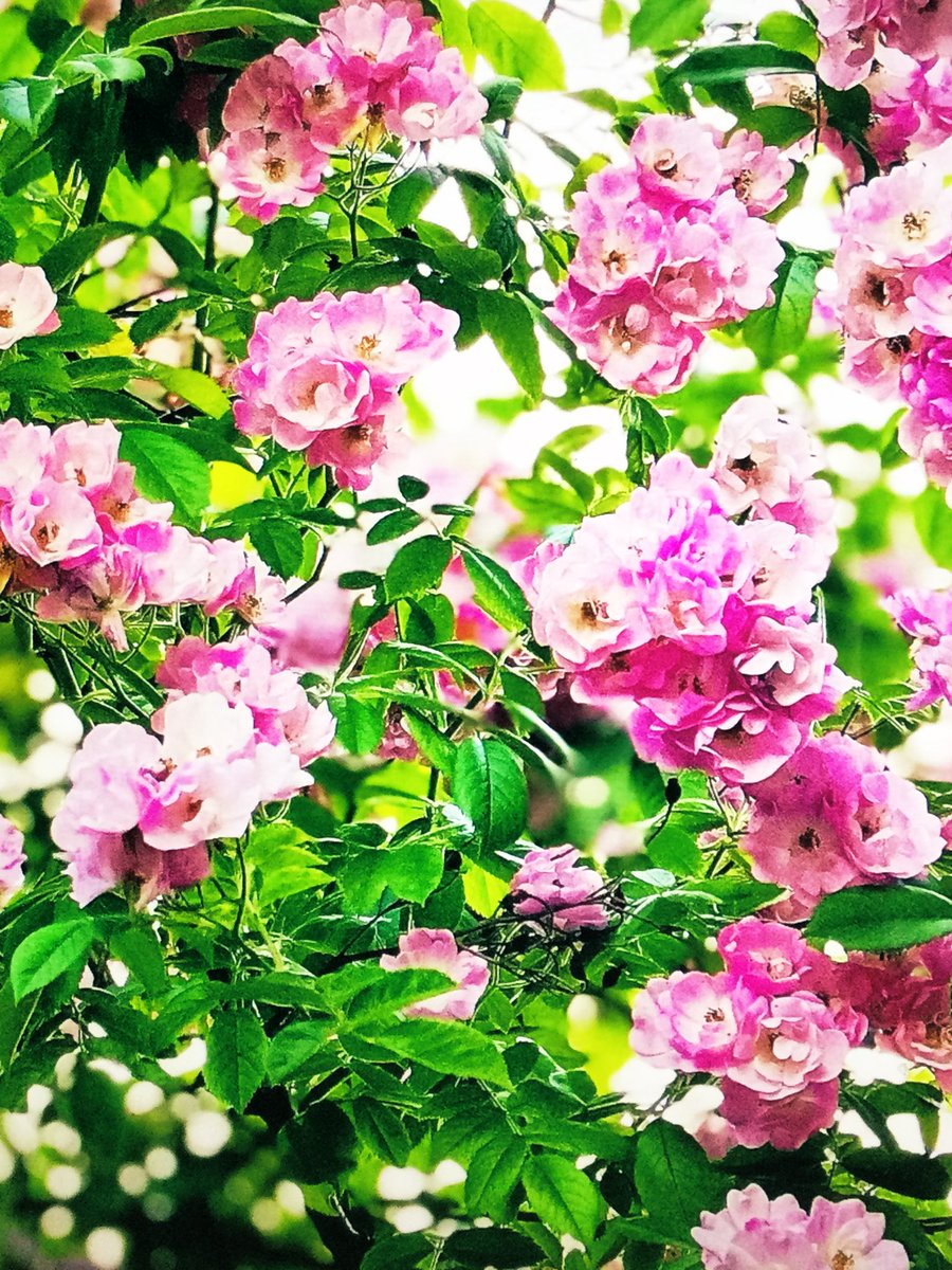 æš¹ã®å¹žåð¯å¿ã®ãµã³ã²ãðâ©.⢠(@and32272932) on Twitter photo è±â»*ðžê€*ðŒËž*âãâ»*Ëžðê€ð*Ëž*âãã¯
#å¿ã®çæ³ãèªããŸãÙ©(à¹Ëâ°â¯Ëà¹)Ù
ãã©ããŒãæŽãçæ§æ¹ã«
ããã°ãã¯ð.*·̩Í仿¥ãäžæ¥ãç²ãæ§ã§ããðââïž
å¿ã®æ©è¿ã...ãœ( ÂŽ_ã€ïœ)ã ?ãç©ãããŸããã®ã§ðŠ
ææ¥ã¯âŠâŠããã®ãŒããŸããŠ
ã³ã¡ã³ãããããðã®ãè¿ãã«äžããããâ€ïžâš è±â»*ðžê€*ðŒËž*âãâ»*Ëžðê€ð*Ëž*âãã¯
#å¿ã®çæ³ãèªããŸãÙ©(à¹Ëâ°â¯Ëà¹)Ù
ãã©ããŒãæŽãçæ§æ¹ã«
ããã°ãã¯ð.*·̩Í仿¥ãäžæ¥ãç²ãæ§ã§ããðââïž
å¿ã®æ©è¿ã...ãœ( ÂŽ_ã€ïœ)ã ?ãç©ãããŸããã®ã§ðŠ
ææ¥ã¯âŠâŠããã®ãŒããŸããŠ
ã³ã¡ã³ãããããðã®ãè¿ãã«äžããããâ€ïžâš
