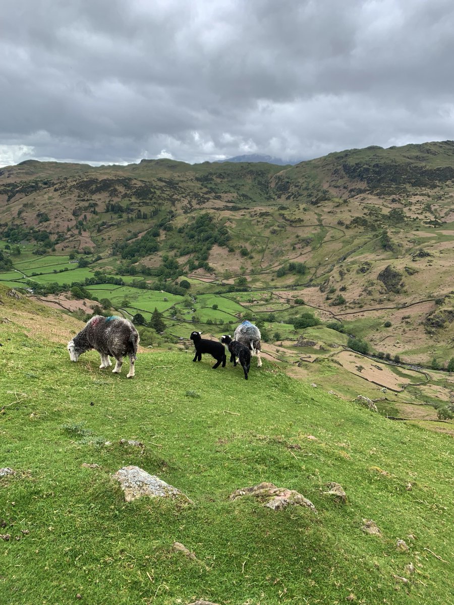 hikingshawty's tweet photo. the sheep of lakeland, the truest lovers of the mountains https://t.co/0NNI7Td420
