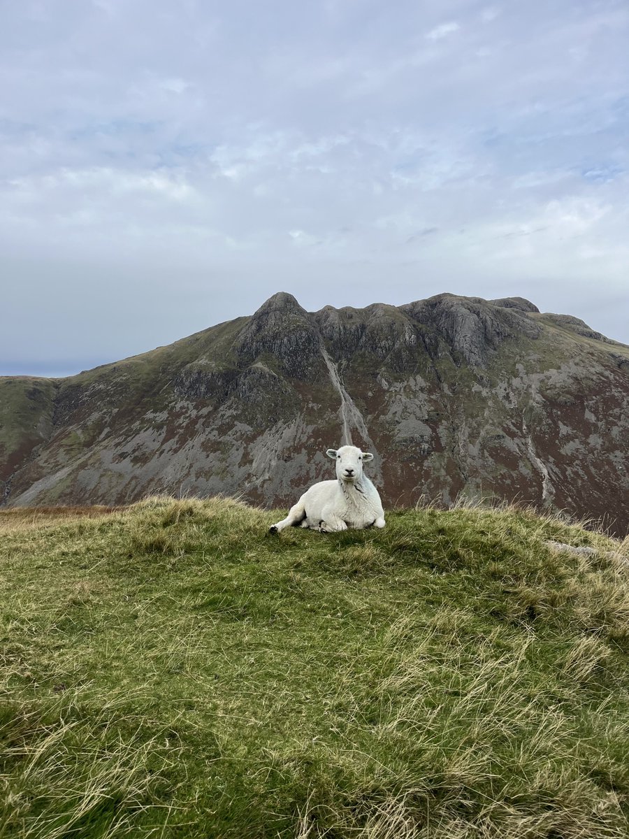 hikingshawty's tweet photo. the sheep of lakeland, the truest lovers of the mountains https://t.co/0NNI7Td420