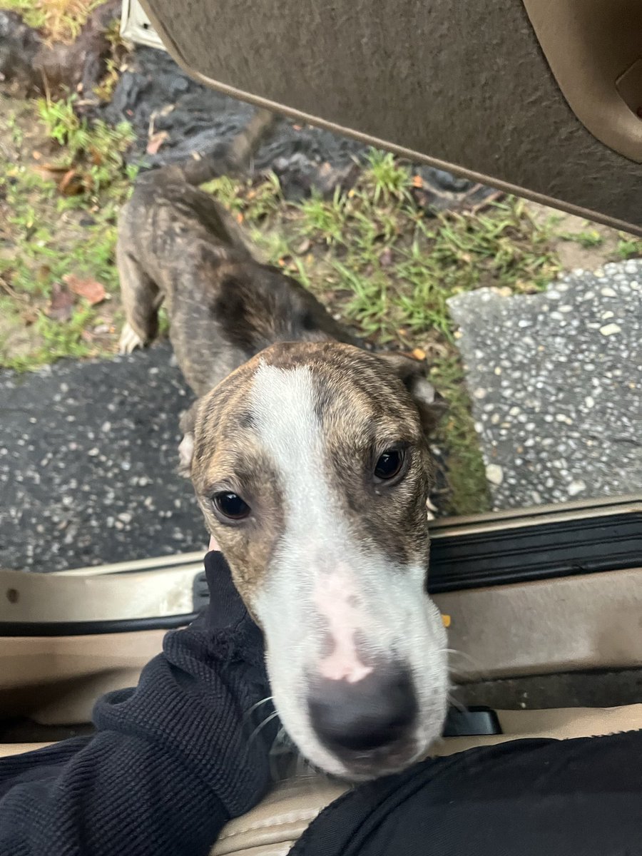 It’s $5 Fri!
This week we saved Buttercup!
This emaciated young mom actually jumped into my hu-sis’s car!
After canvassing the neighborhood, posting, doing stray hold &amp; checking for microchip, she’s officially rescued!
She needs spay &amp; has an infection.❤️‍🩹
rescuecoop.org/donate