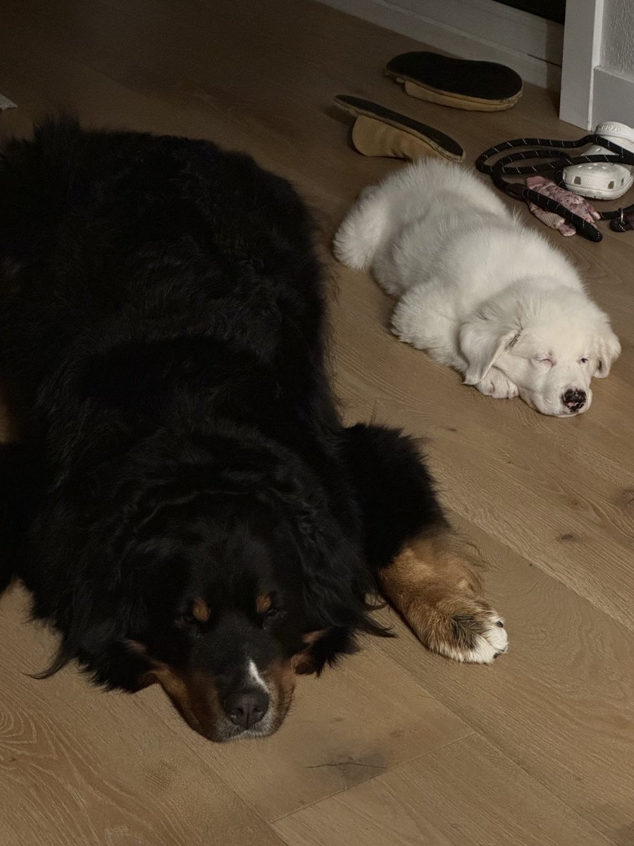 calebfadams's tweet image. Ah 😮‍💨 peace and quiet #puppyproblems