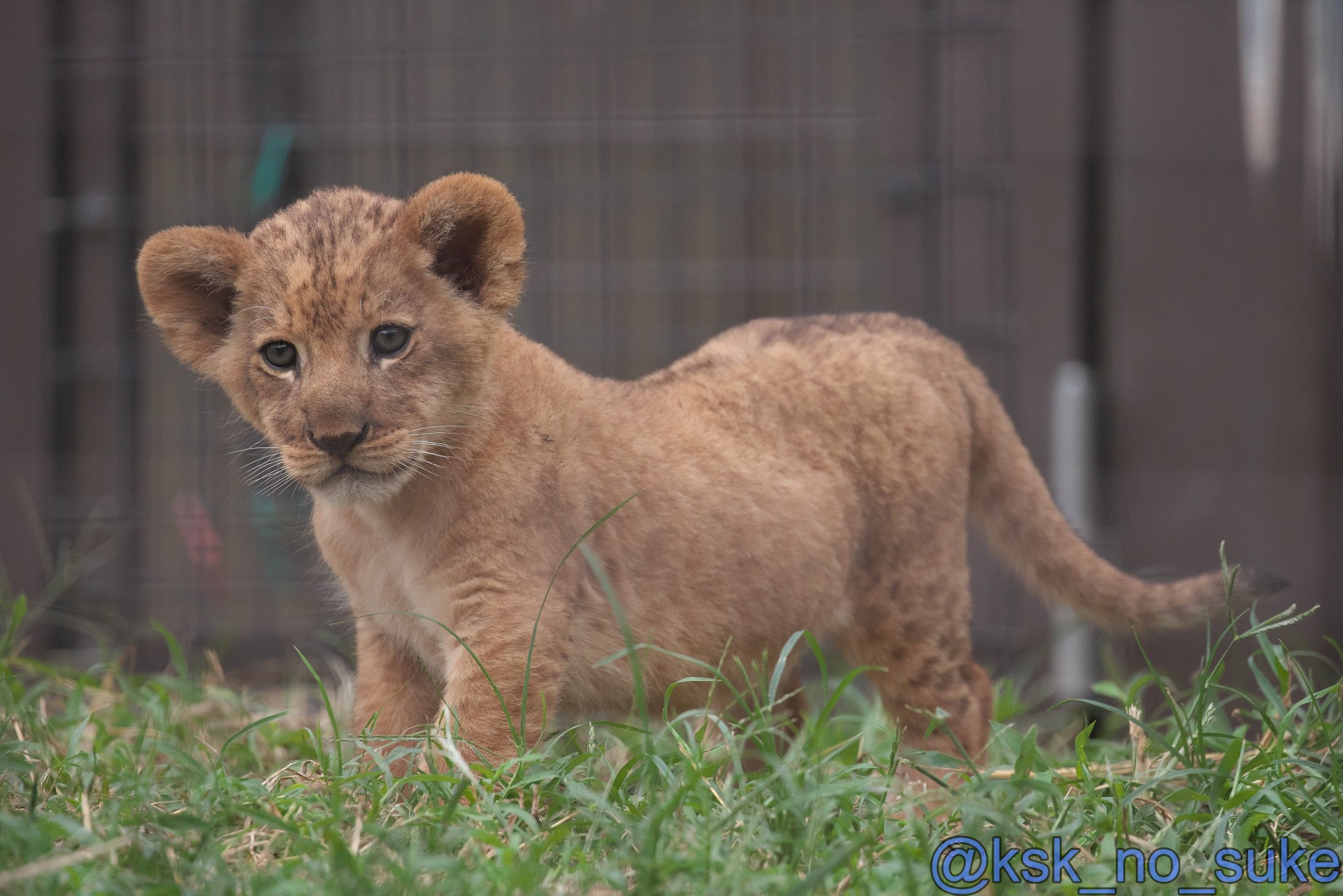 しげぞうライオン 商品詳細ページ