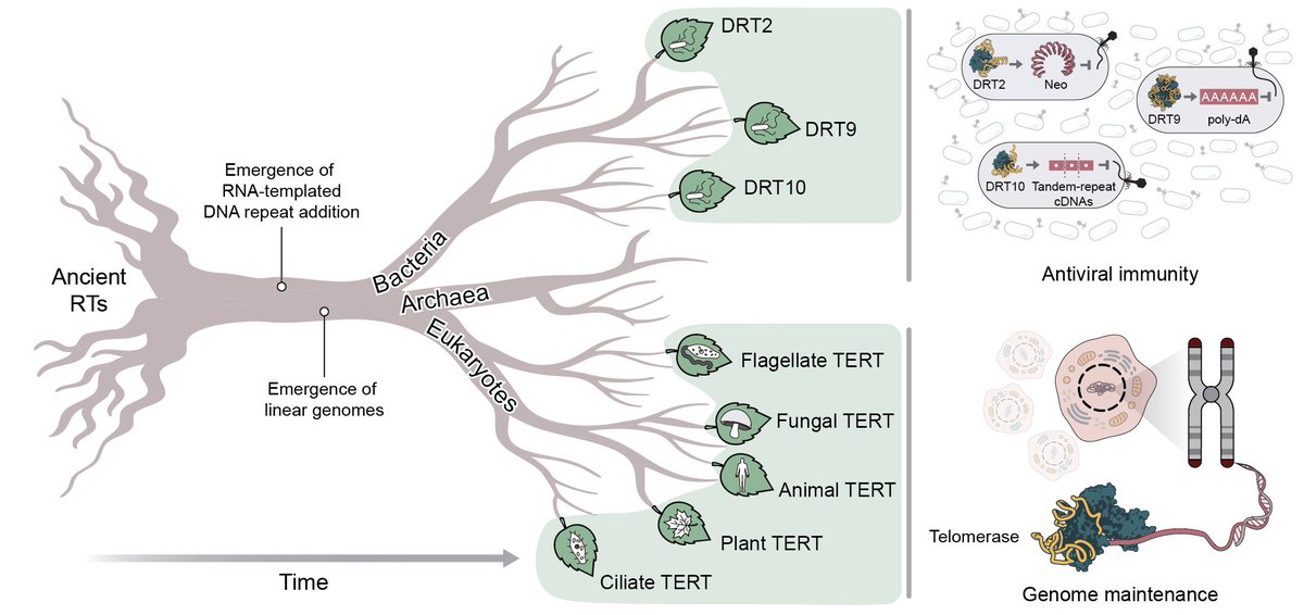 Genome maintenance by telomerase is a fundamental process in nearly all eukaryotes. But where does it come from?

Today, we report the discovery of telomerase homologs in a family of antiviral RTs, revealing an unexpected evolutionary origin in bacteria.

doi.org/10.1101/2025.1…