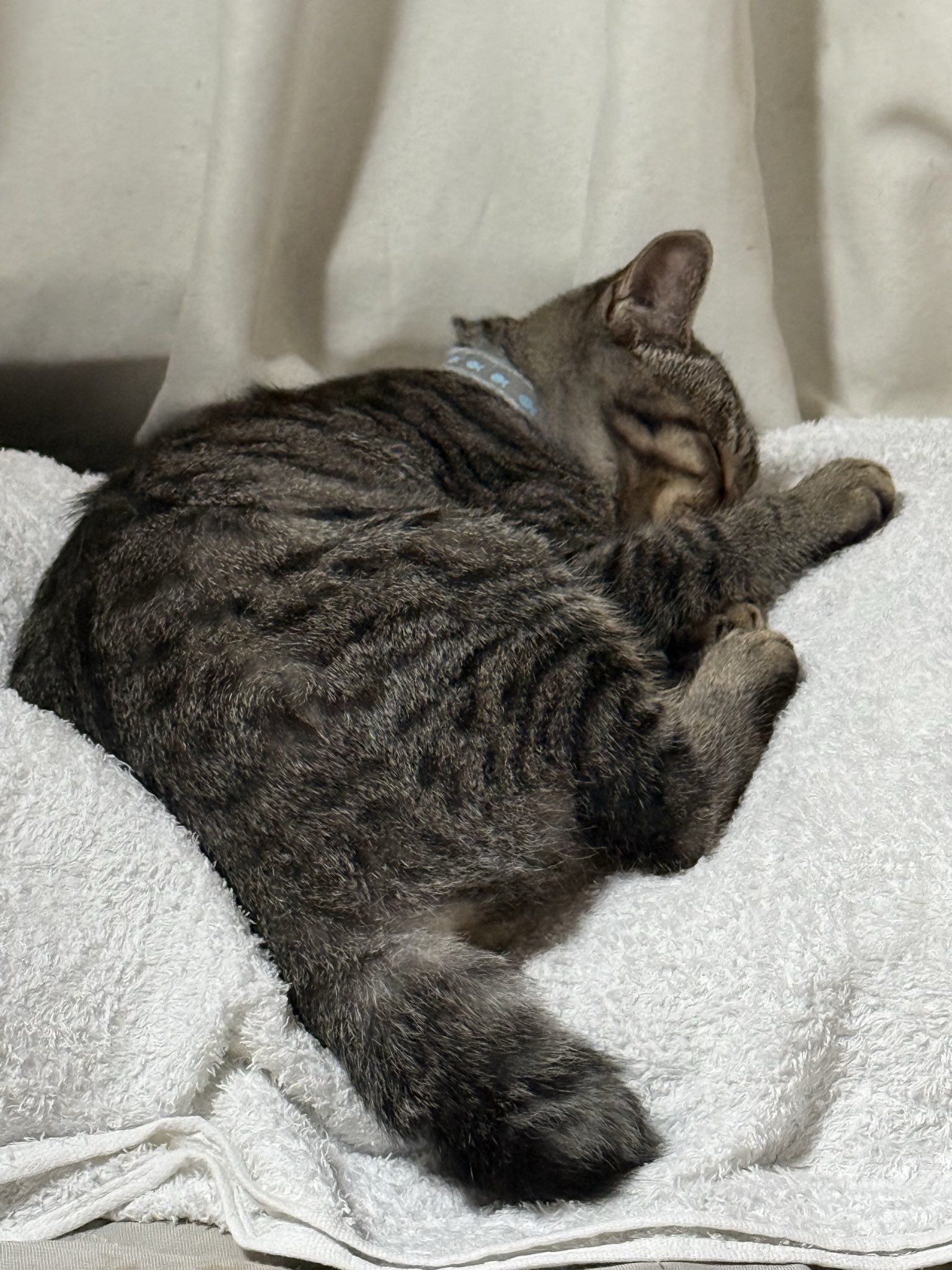 mayuページ③ mayu🐾 (@mayu_punk) / X