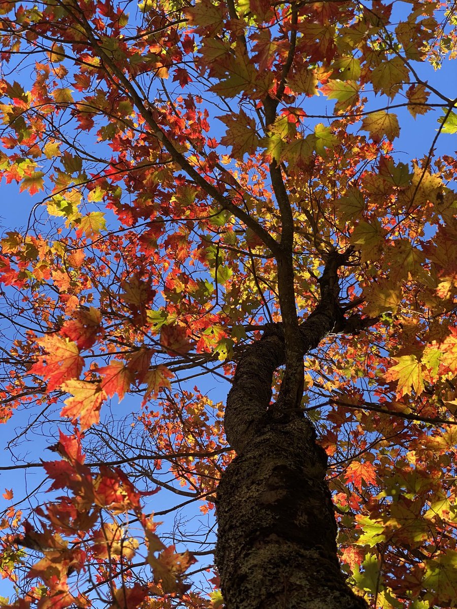 Happy Friday and warm wishes for a beautiful weekend❤️💛🧡