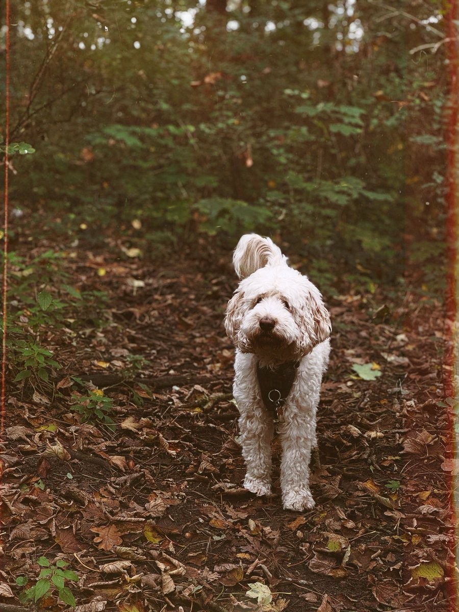 anunit2's tweet image. #yesfilter
Nothing to say here. Just Giuseppe in the forest in autumn.