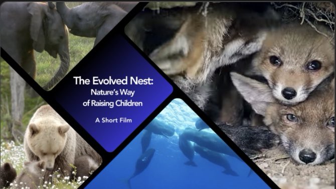 The Evolved Nest: Nature’s Way of Raising Children and Connected Communities is a beautiful resource for Nature advocates, parents-to-be, Animal lovers, and anyone who seeks to restore wellbeing on our planet

kindredmedia.org/2023/09/the-ev…

#evolvednest #humanpotential #ancestralwisdom