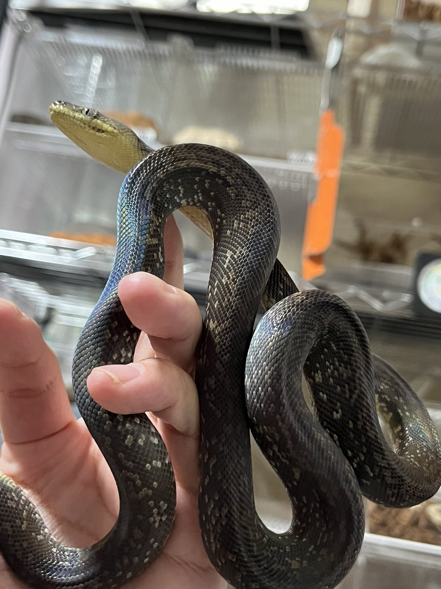 ちゃる@爬虫類好き on X