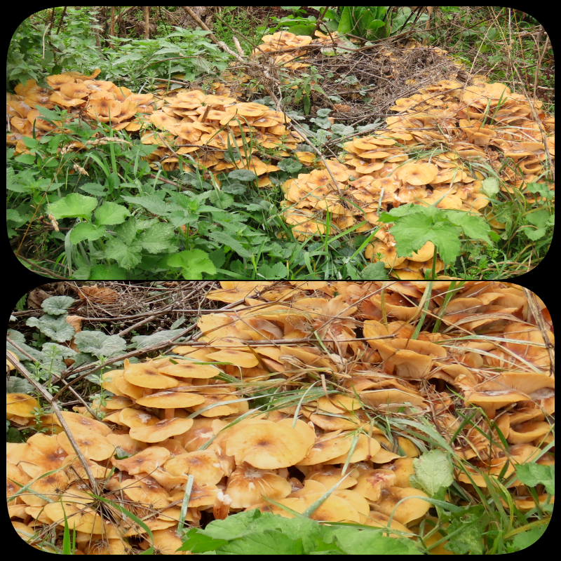 Vanmiddag zag ik deze echte #honingzwammen 🍄