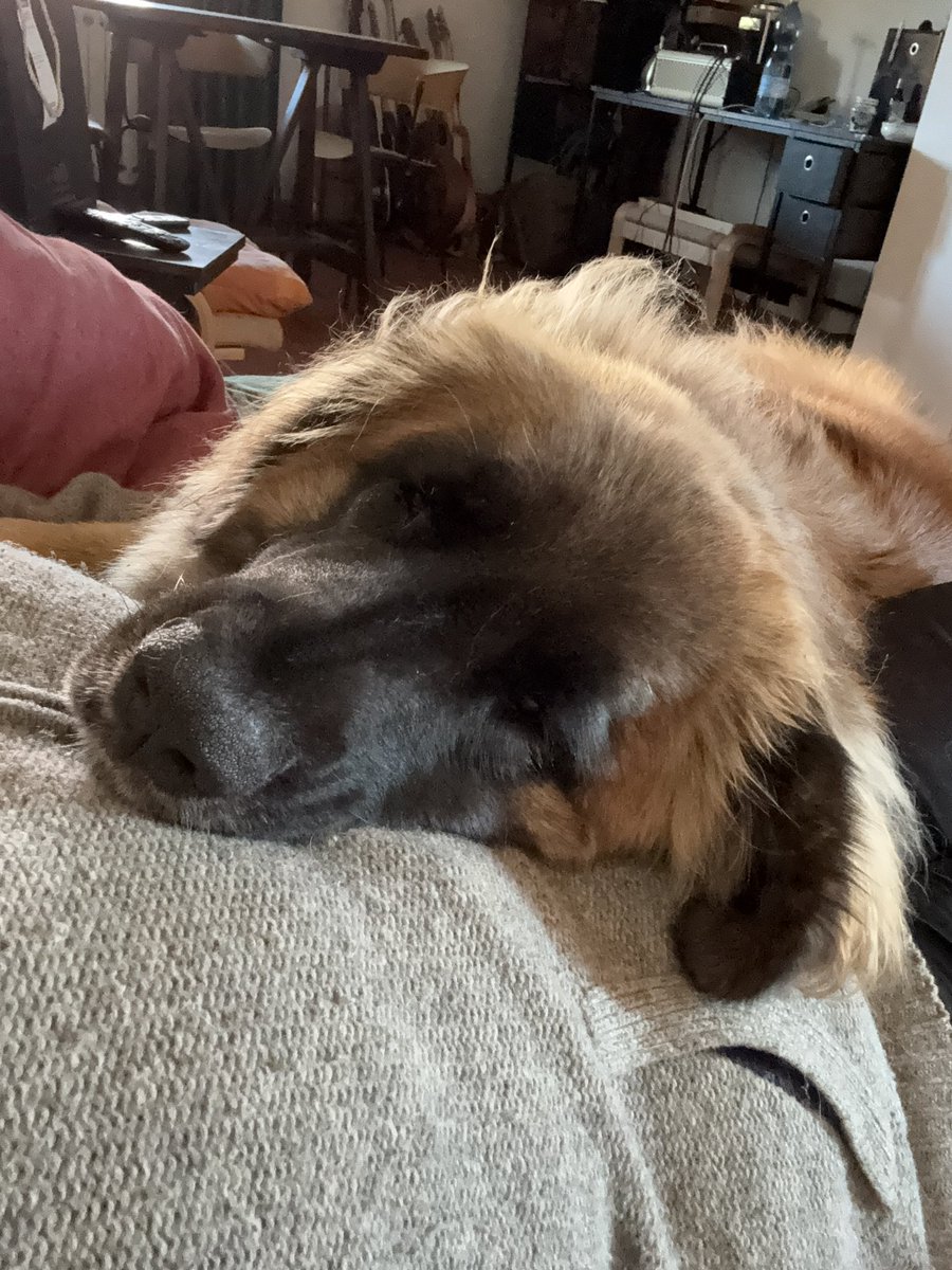 differita's tweet image. Comoda?
(NB: quando fa così non sta dormendo, e neppure è qui per manifestare amore o per le coccole, pure se le prende volentieri. In realtà mi sta dicendo che non ha avuto il dessert)