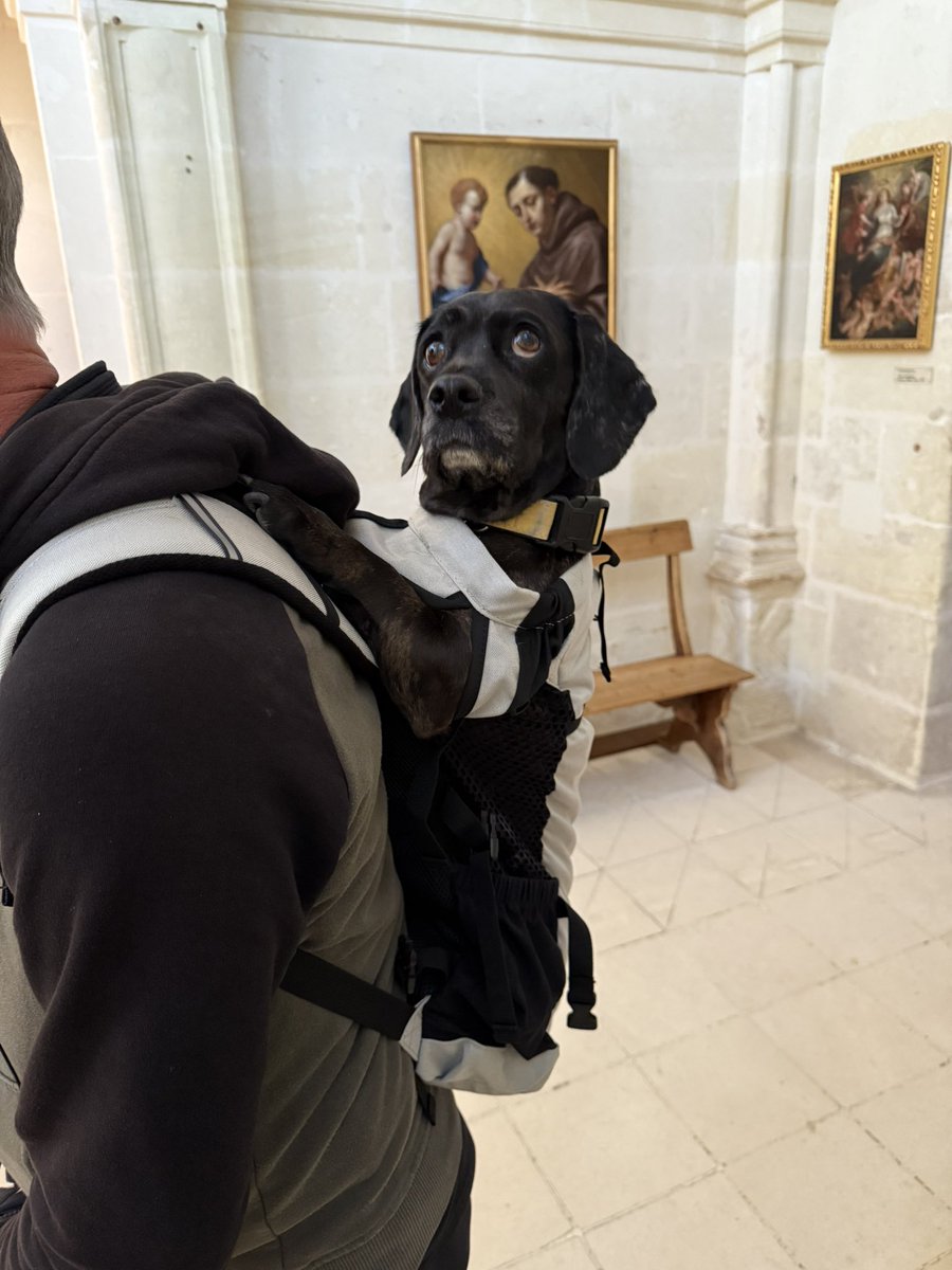 MockelBonnie's tweet image. 🐶: ENTWÜRDIGEND!!!! Ich kann auf allen vier Pfoten durchs Schloss wandeln! 😡
💁🏼‍♀️: Ich weiß, aber du darfst nicht.
🐶: Aber alle haben mich ausgelacht. 😭
🙎🏼‍♀️: Nein, sie haben dich angelächelt, weil du so süß aussiehst.😘