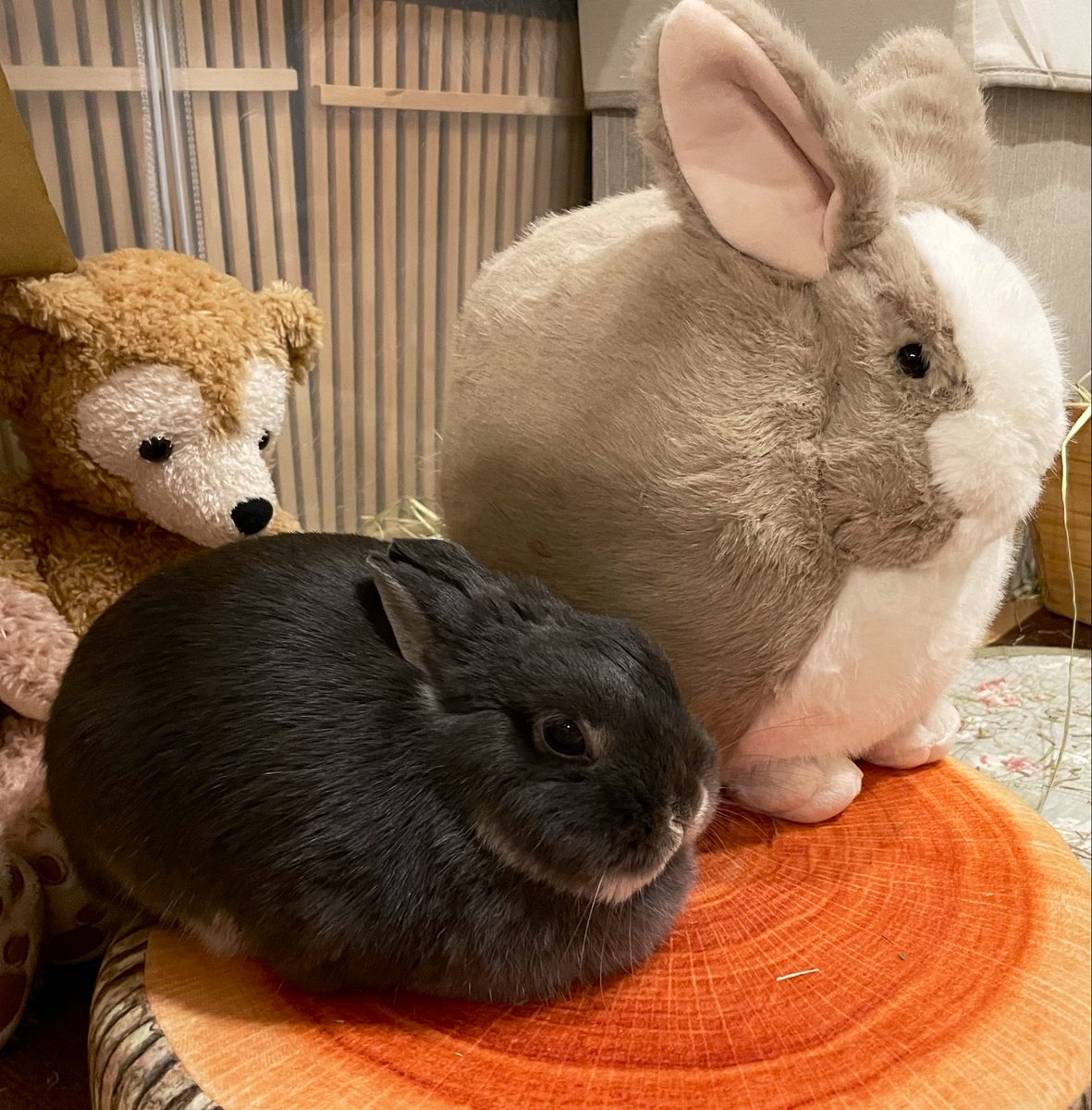 まんまるね〜