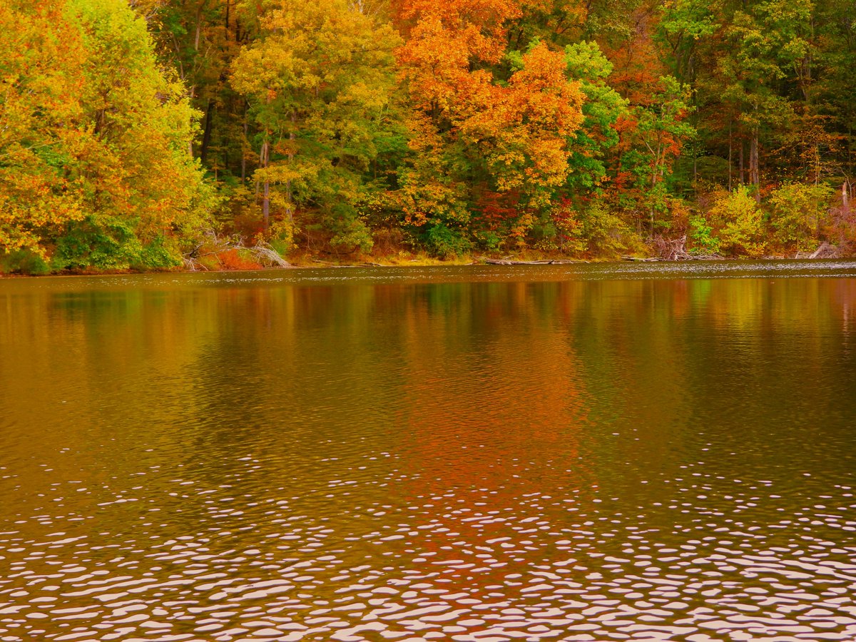 teresaholmes351's tweet image. Autumn colors getting a little more vibrant. Still a few butterflies lingering. Have a fantastic Friday. #FallFriday.🍂 #FlowersOnX . #FlowersOnFriday.🌸#Autumn. #REFLECTION . 🦋