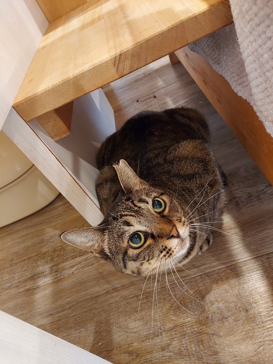 ゆのじ (@bicolorcat0573) / Posts / X