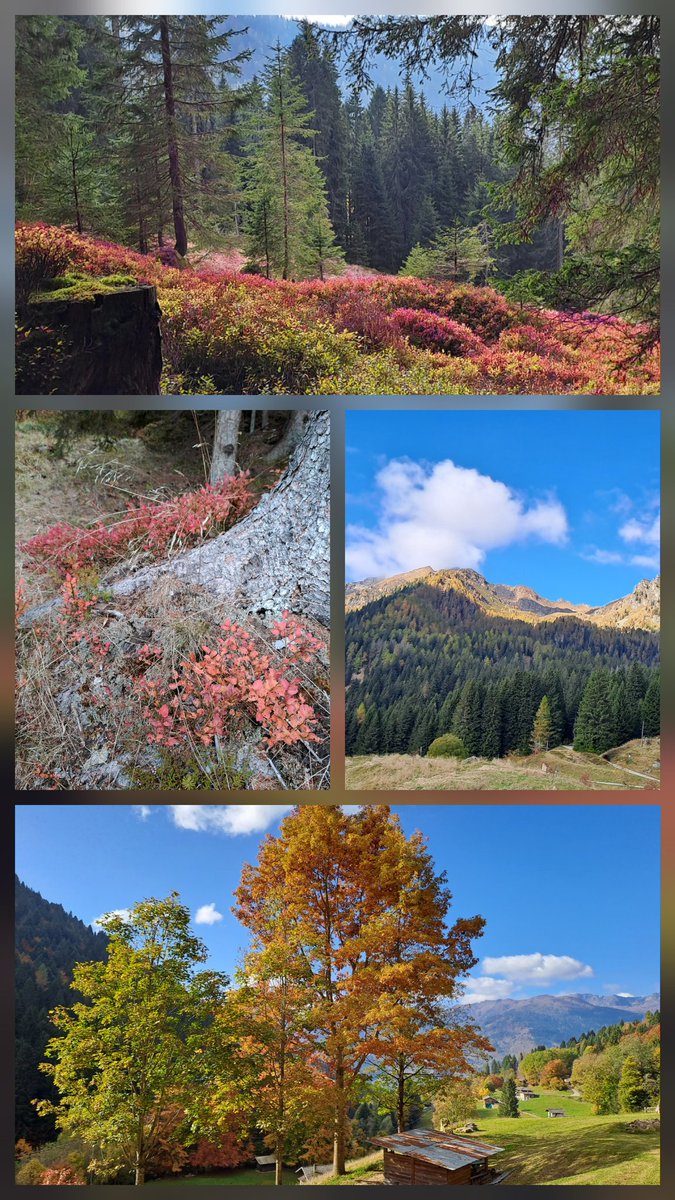 Stamattina cielo terso e brina. Poi è sorto il sole ed è stata un'esplosione di colori.
Non avendo altre distrazioni a cui dedicarmi🫤, ho dovuto far buon viso a cattivo gioco e dedicarmi alla fotografia. 😬😅
Ps: chi maliziosamente chiederà: "E i porcini?" sarà bloccato!😡😡🤣🤣