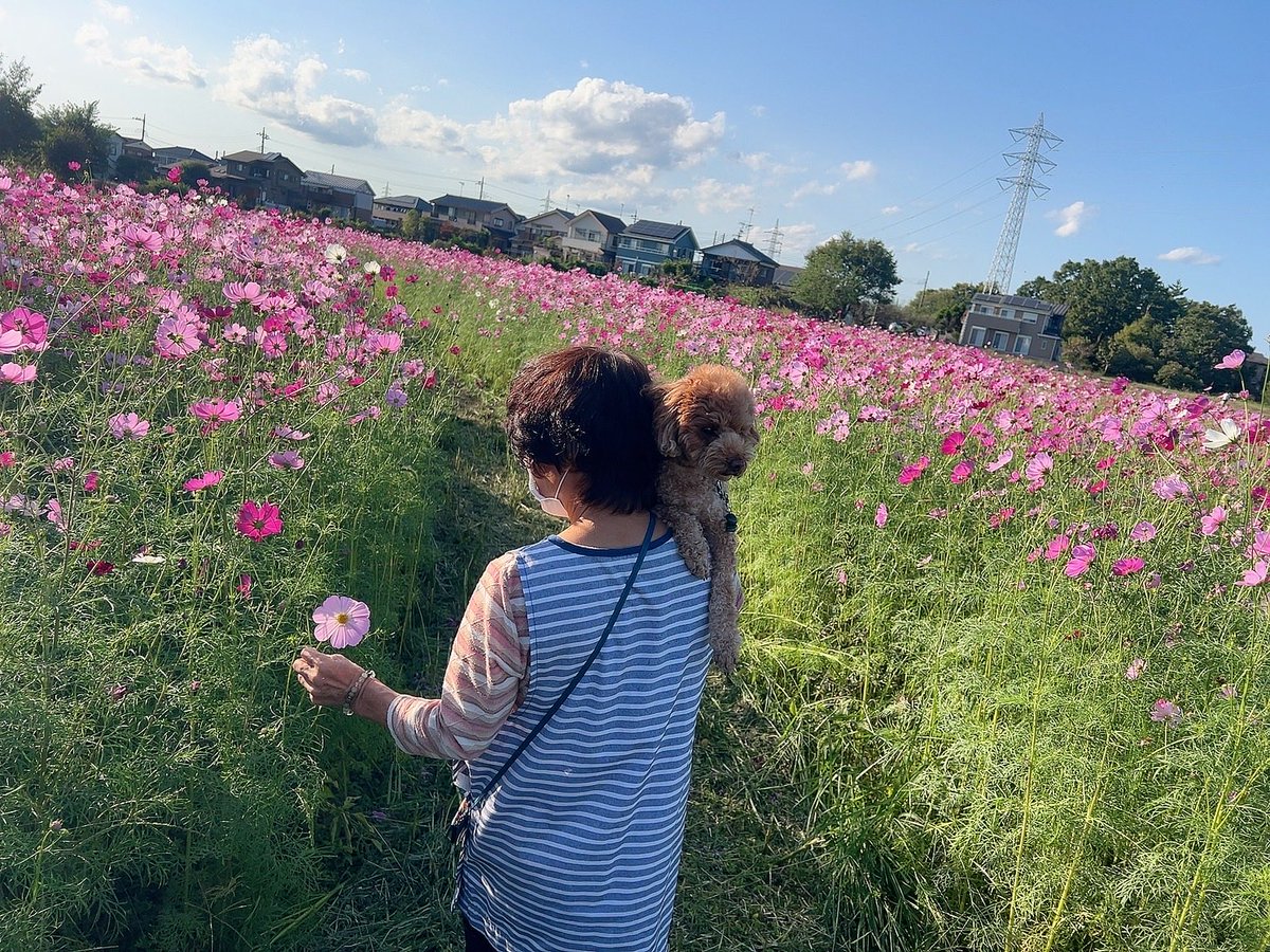 ばあばとこむぎとコスモス畑