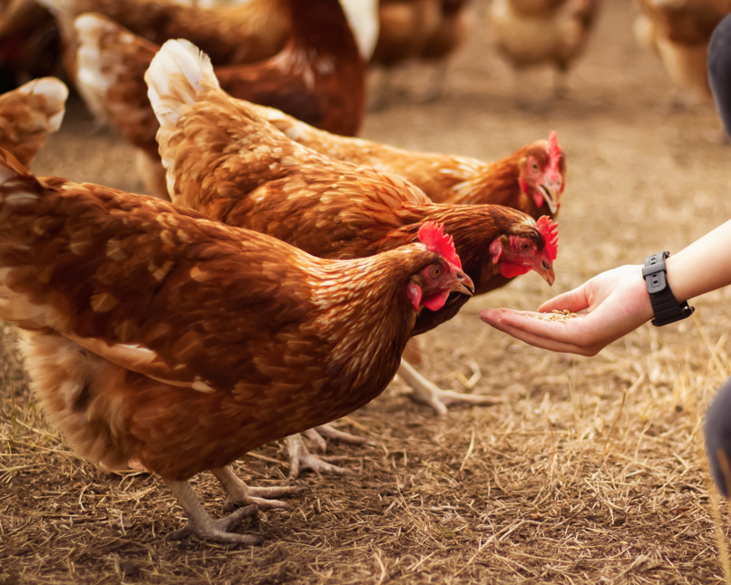 Did you know chickens need more calories in cold weather? 🐓 
Boost their feed to keep them warm and laying!

#chickenfacts #backyardpoultry #winterprep