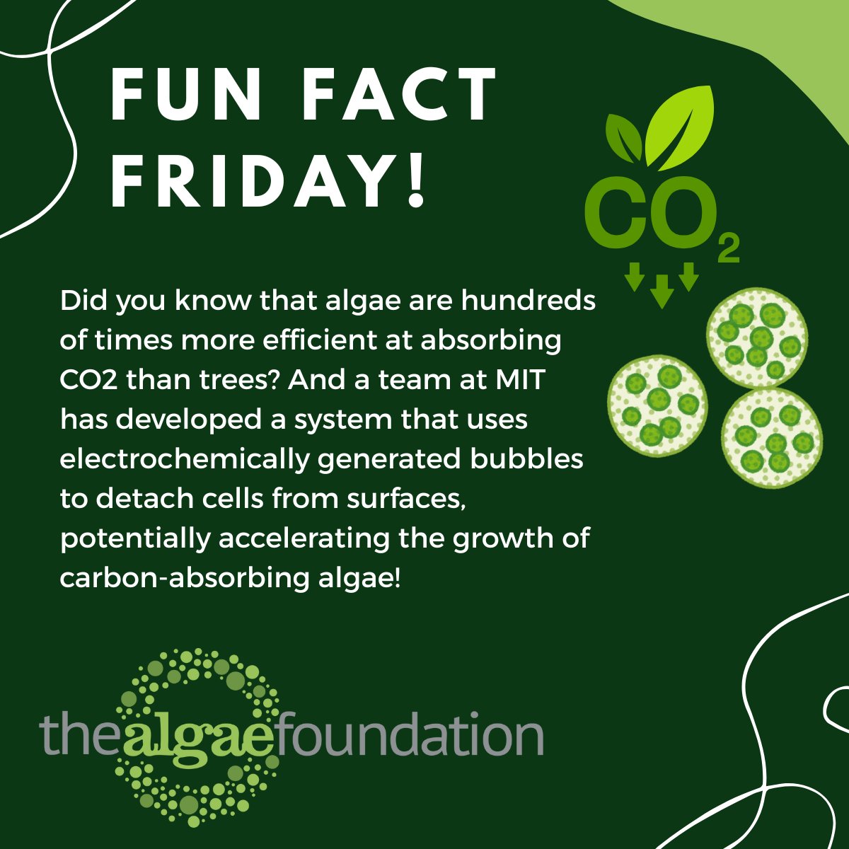 Algae Foundation tweet media