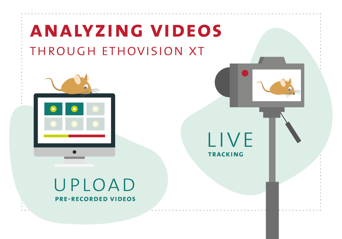 🐭 Did you know? EthoVision  can analyze animal behavior in real time or from pre-recorded video! 🎥
Uncover insights faster &amp; more accurately.
✨ Try it FREE: hubs.li/Q03N_n1z0
#BehaviorResearch #EthoVision