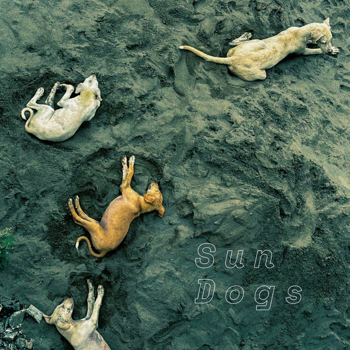 ⚡️New single, ‘Sun Dogs’, out next week (22/10)⚡️

Pre-save: ffm.to/theaugustlist-…