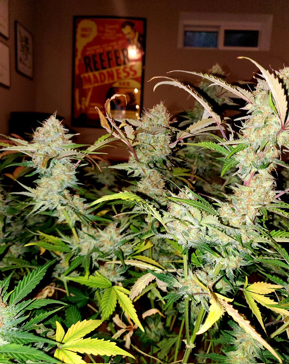 I just need 80 more followers to hit 18k!