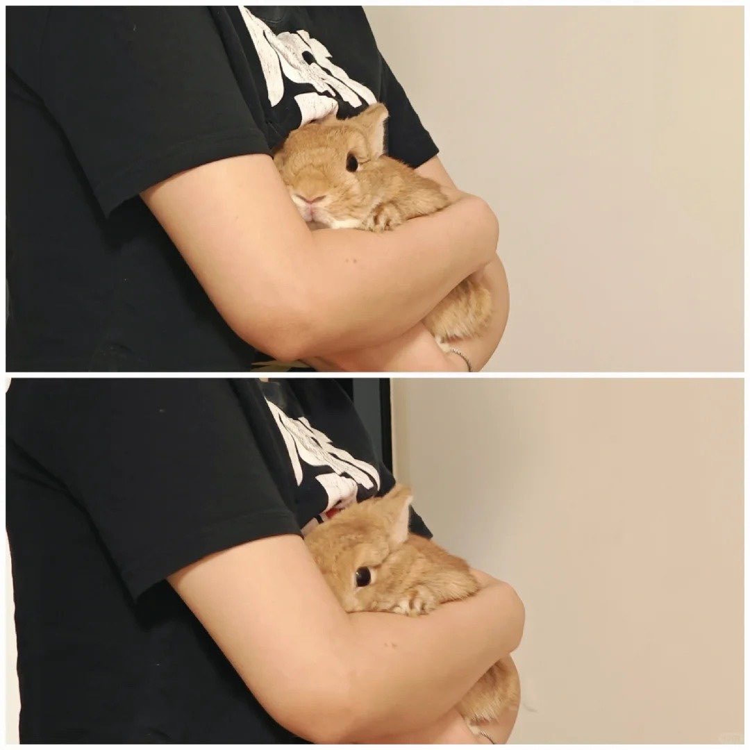 Why you should have a rabbit tweet media