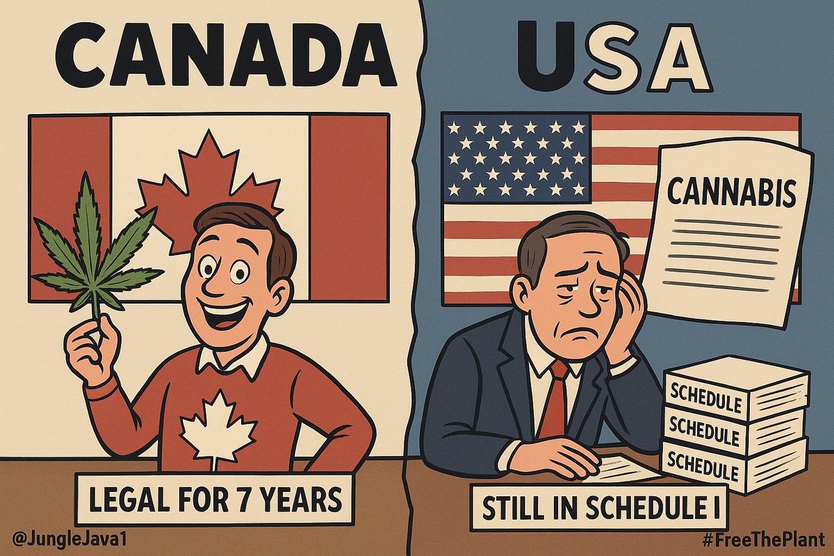 junglejava1's tweet image. 7 years ago today 🇨🇦 legalized cannabis and the 🇺🇸 has not even managed to reclassify cannabis from a Schedule I substance down to a Schedule III.
Cannabis is still ranked as more dangerous than Meth, Cocaine and Fentanyl in the USA 🤦♀️
$MSOS $YOLO #FreeThePlant @POTUS