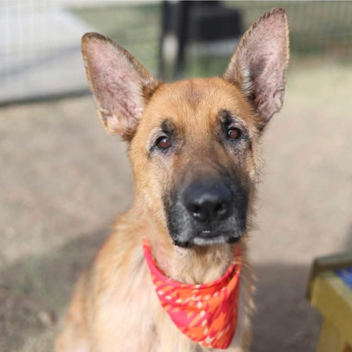 _taysmyoxygen1d's tweet photo. 🆘 OLDER #GERMANSHEPHERD DOG IS BEING KILLED TODAY 10.17 BY #SANANTONIO ACS #TEXAS‼️

HUE 💙#A779438 8yo M, 75 lbs

💕Social, people &amp; dog friendly, sweet
easy to leash &amp; walk outside.
🚨 multifocal alopecia w erythema &amp; excoriations
#Pledge 🙏🏼

#Foster / #AdoptDontShop 📧👇🏼 https://t.co/M3NsM94Dim