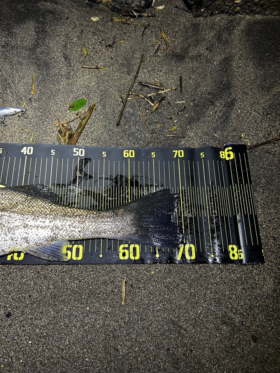 めちゃくちゃ久しぶりに肝属川に来て2投目。70㎝ジャスト😃

#アイザー125f