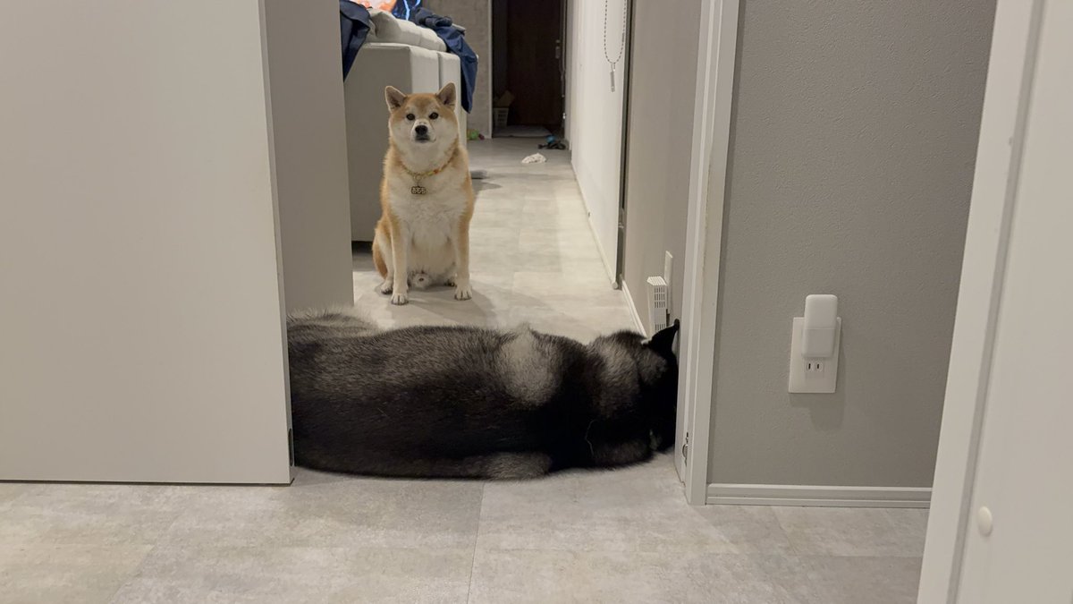 もちごめ兄弟 (@mochigome810) / Posts / X