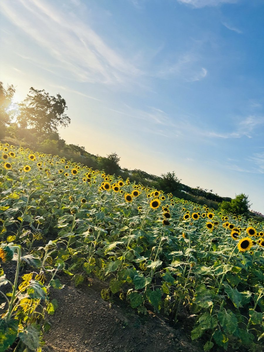 cacinatw's tweet photo. 🦊🌻

#hololive 
#白上フブキ https://t.co/LtZqmtLpVo