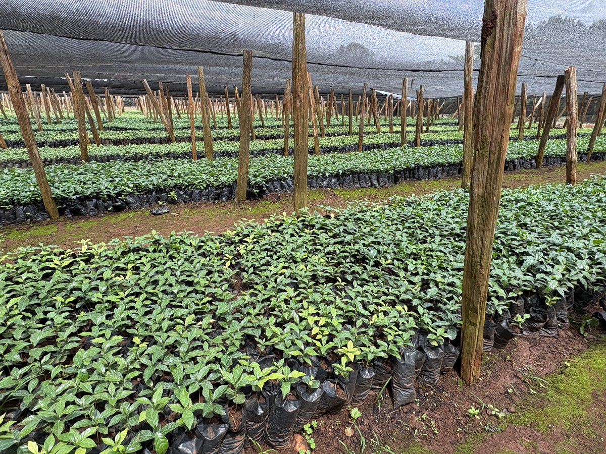 kellydaynard's tweet photo. First time touring a coffee farm ☕️🌱

In Kenya, coffee farms now compete with real estate—so production’s falling.
👉 500–600 handpicked cherries = 1kg of coffee
👉 1,000 trees per acre, ~16kg cherries per tree
👉 2 years from planting to beans, then decades of yield.
Cool tour! https://t.co/adXLnNZJbx