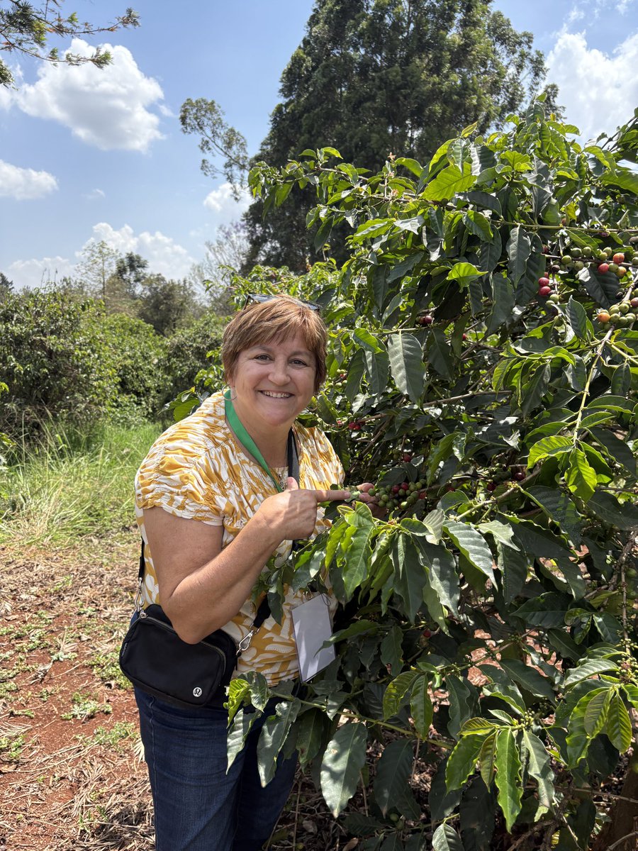 kellydaynard's tweet photo. First time touring a coffee farm ☕️🌱

In Kenya, coffee farms now compete with real estate—so production’s falling.
👉 500–600 handpicked cherries = 1kg of coffee
👉 1,000 trees per acre, ~16kg cherries per tree
👉 2 years from planting to beans, then decades of yield.
Cool tour! https://t.co/adXLnNZJbx