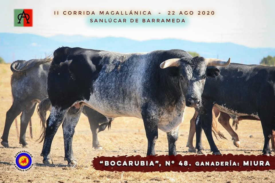 Rafa Márquez Matito tweet media