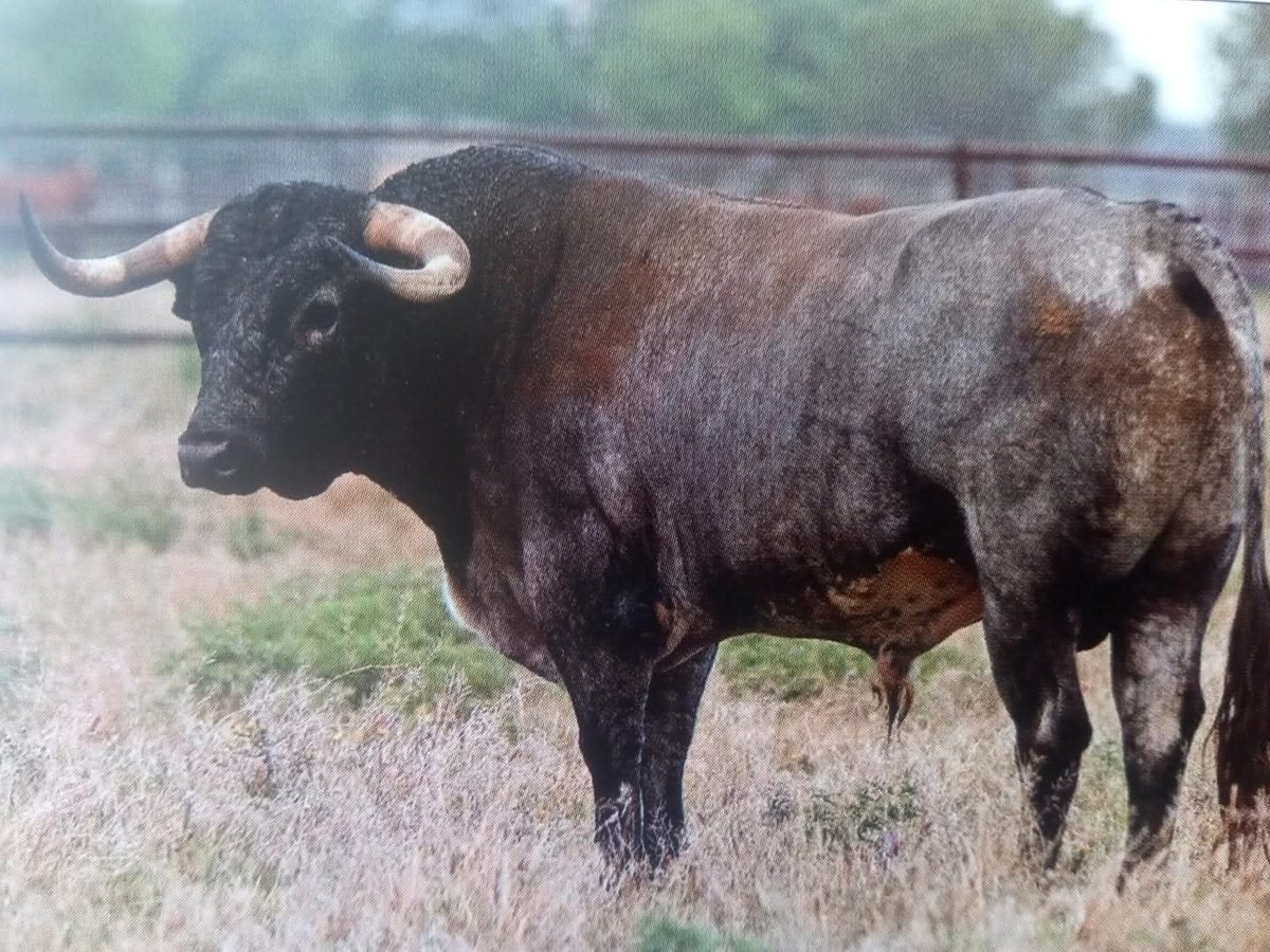 Rafa Márquez Matito tweet media