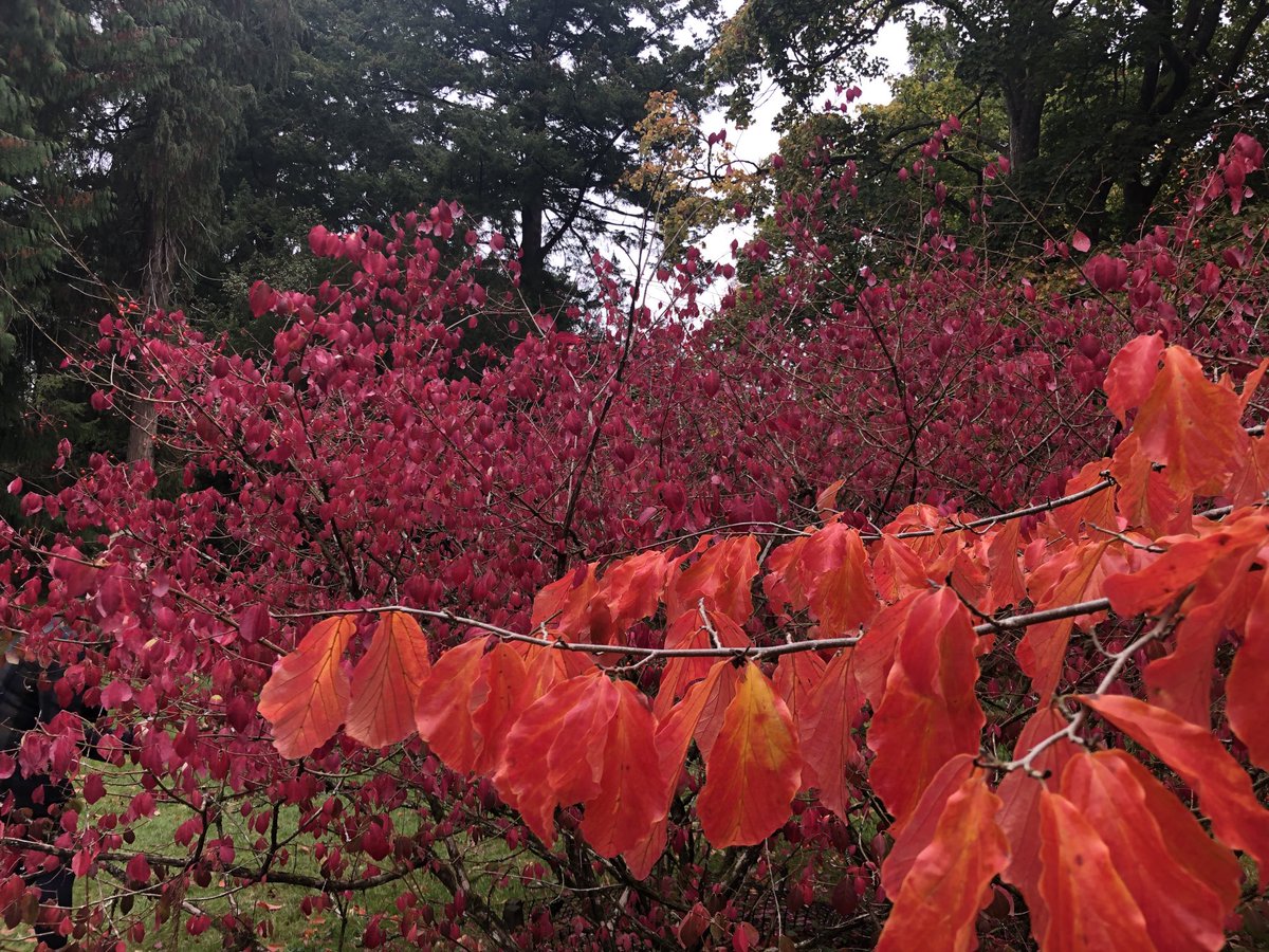 authorgabrielle's tweet photo. Today’s trees: a spindle tree &amp; another. #knowledgegaps #trees #autumn https://t.co/hLJA5uQmlq