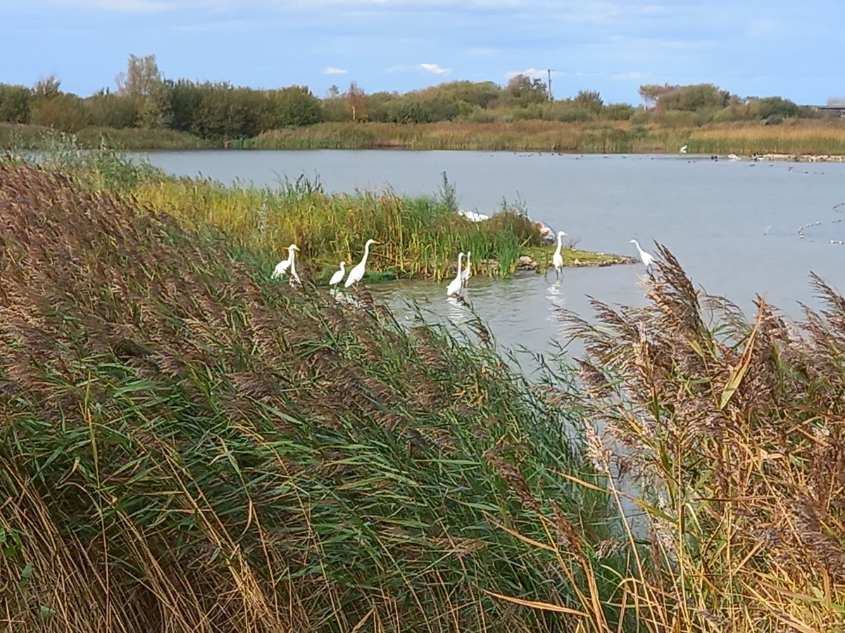 ElandDavid's tweet photo. Seven great whites in front of hanson  hide. https://t.co/Kn26CcNqZS