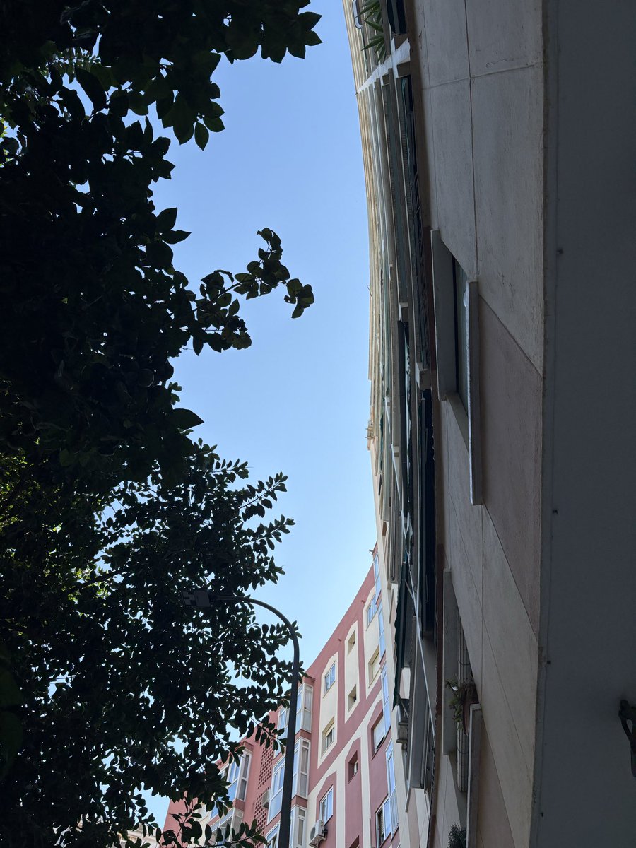 paulaa_25's tweet photo. Hola!! Desde que plantaron este árbol hace 40 años, no se ha podado, mi abuela está harta de llamar y ni una solución, si estira el brazo por el balcón casi puede tocar las ramas, pondrían por favor adecentar y recortar el árbol? No es estética, es seguridad @parquesmlg @malaga https://t.co/TwXUlImIwd