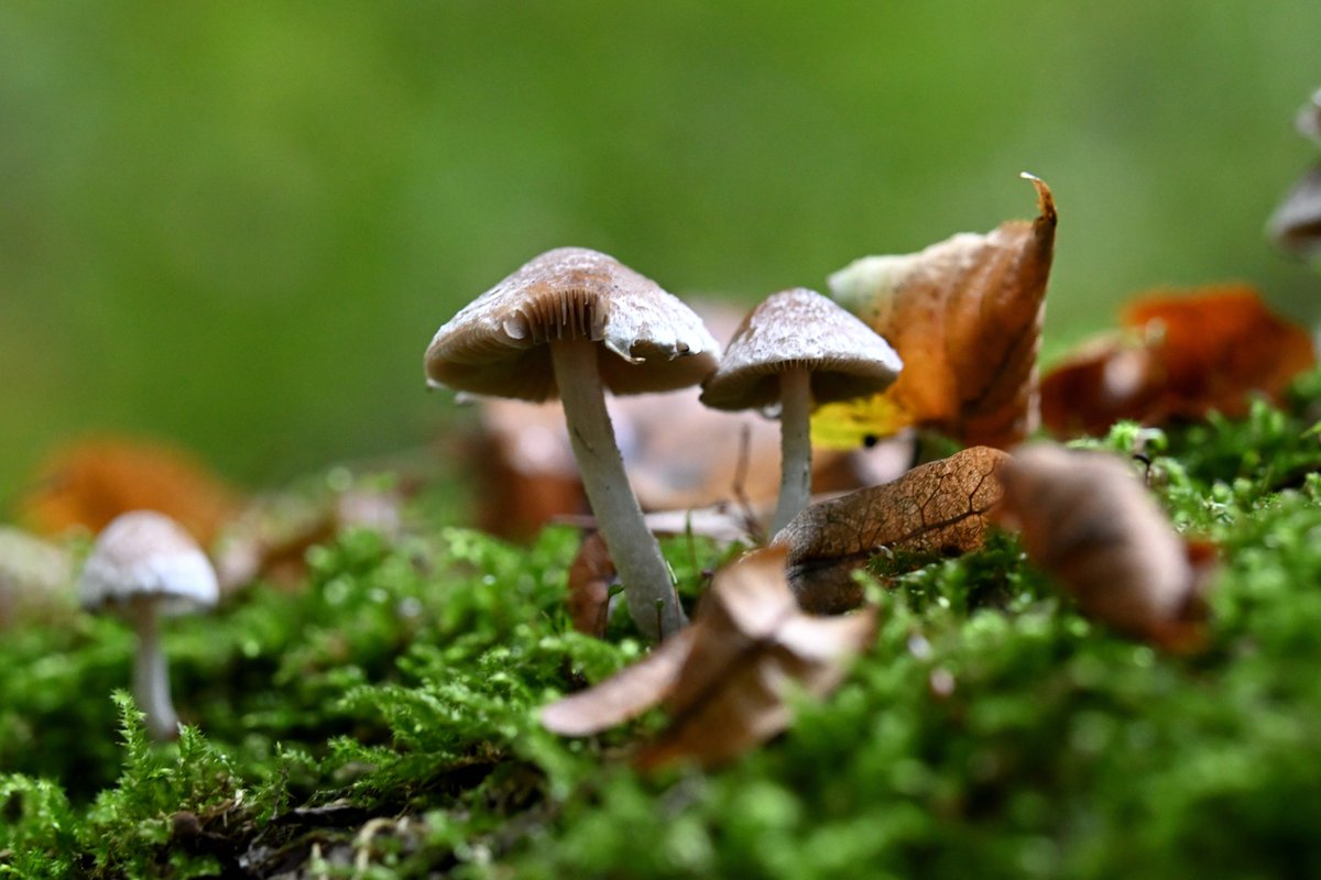 🍄🍂