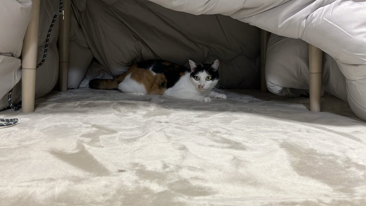 gigaburu1985's tweet image. 炬燵解禁

女王様の領地に