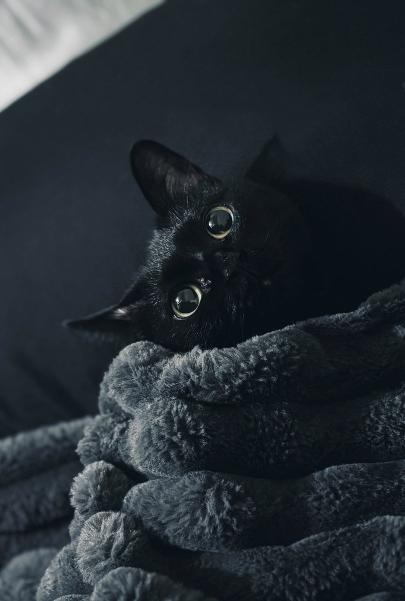 【黒猫】 白夜ムック653黒猫まみれ 黒もふ特盛号』のご紹介 - 株式会社 白夜書房